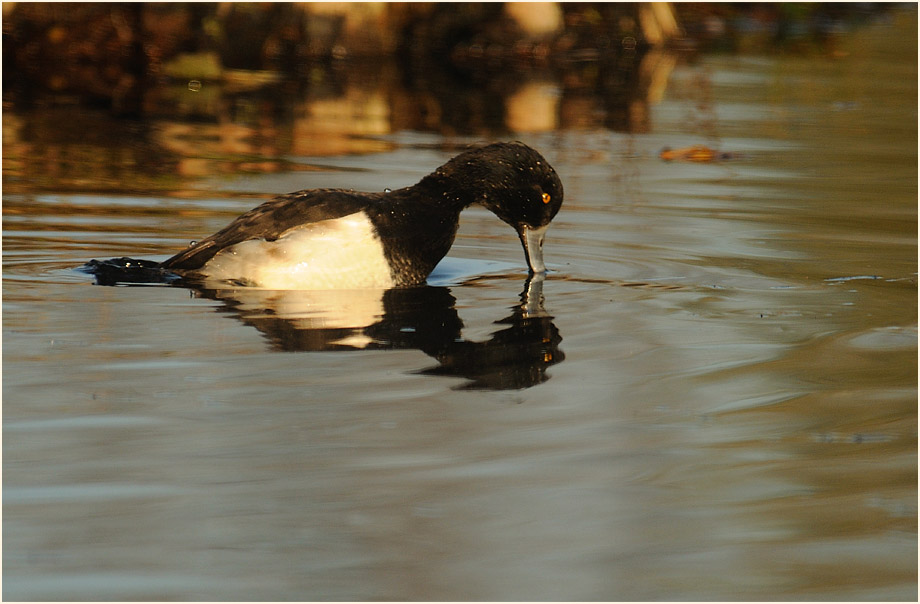 Reiherente (Aythya fuligula)