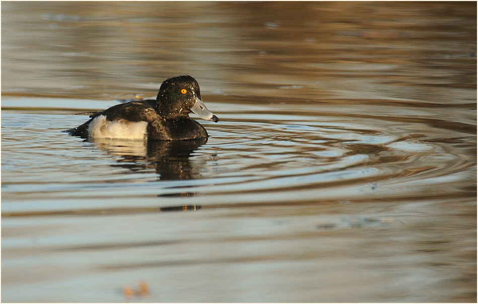 Reiherente (Aythya fuligula)