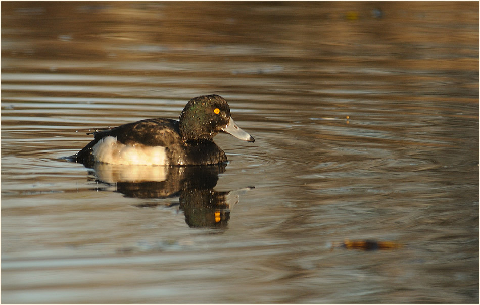 Reiherente (Aythya fuligula)