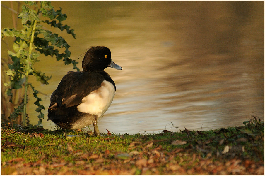 Reiherente (Aythya fuligula)