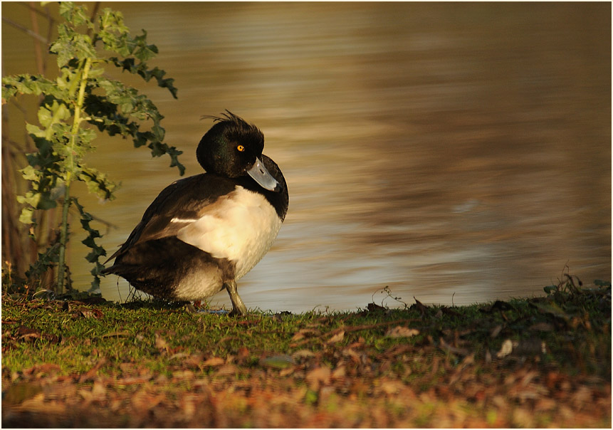 Reiherente (Aythya fuligula)