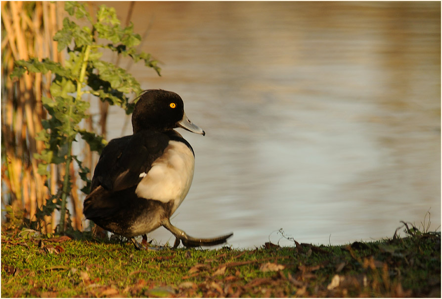 Reiherente (Aythya fuligula)