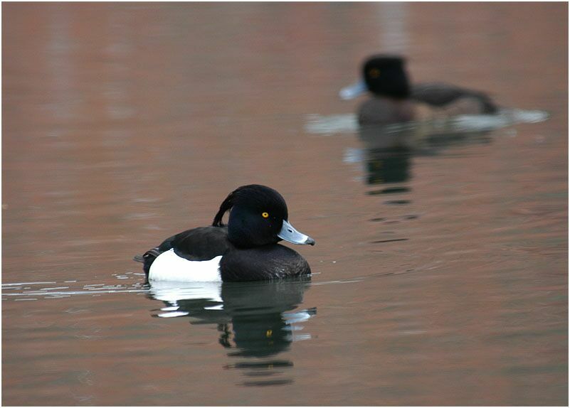 Reiherente (Aythya fuligula)