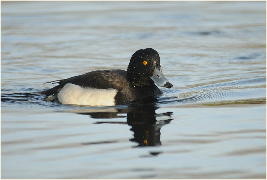 Reiherente (Aythya fuligula)