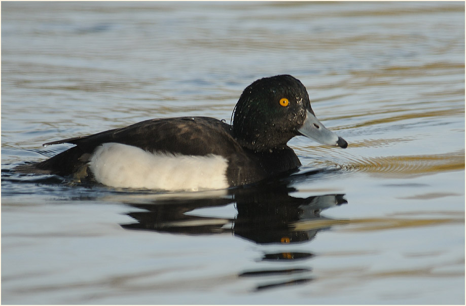 Reiherente (Aythya fuligula)