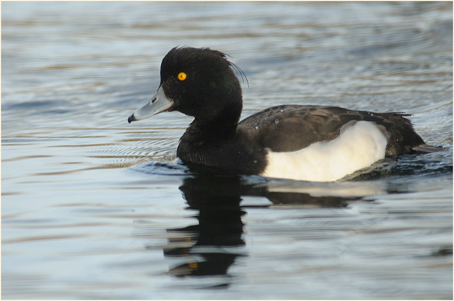 Reiherente (Aythya fuligula)