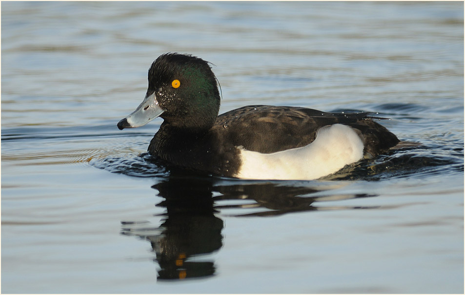 Reiherente (Aythya fuligula)