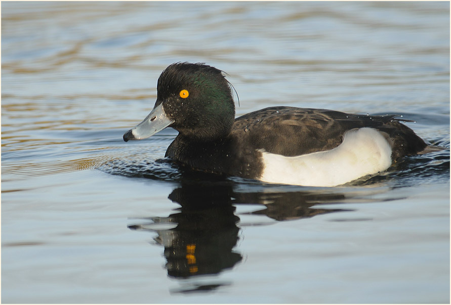 Reiherente (Aythya fuligula)