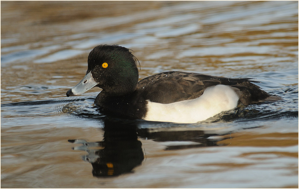 Reiherente (Aythya fuligula)