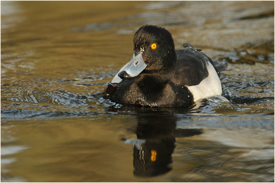 Reiherente (Aythya fuligula)