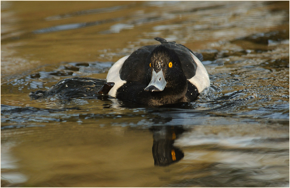 Reiherente (Aythya fuligula)