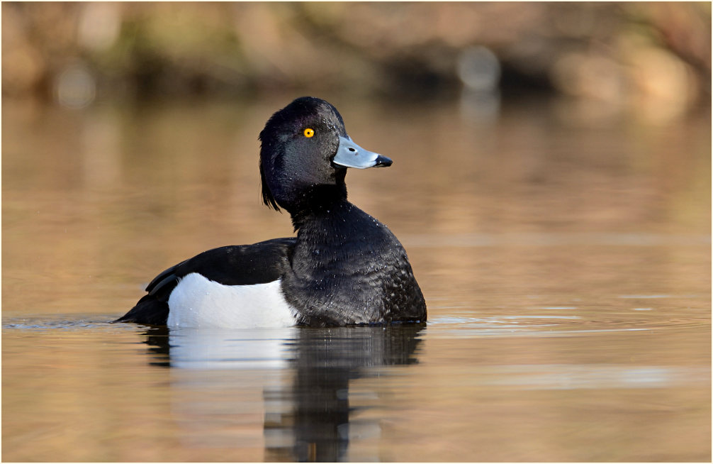 Reiherente (Aythya fuligula)