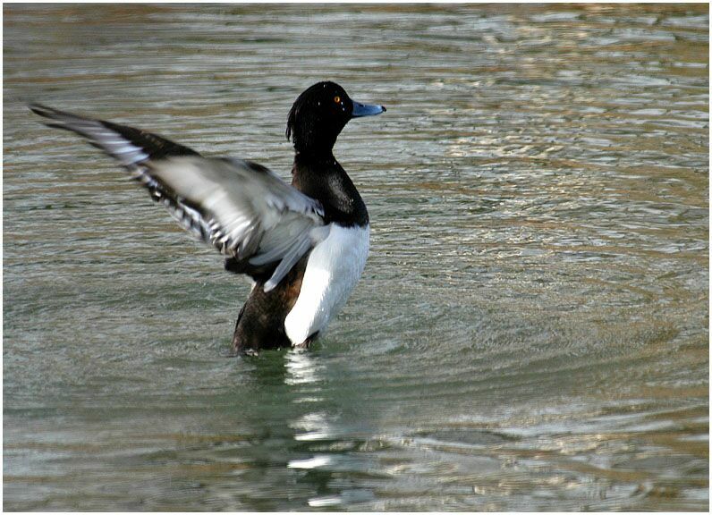 Reiherente (Aythya fuligula)