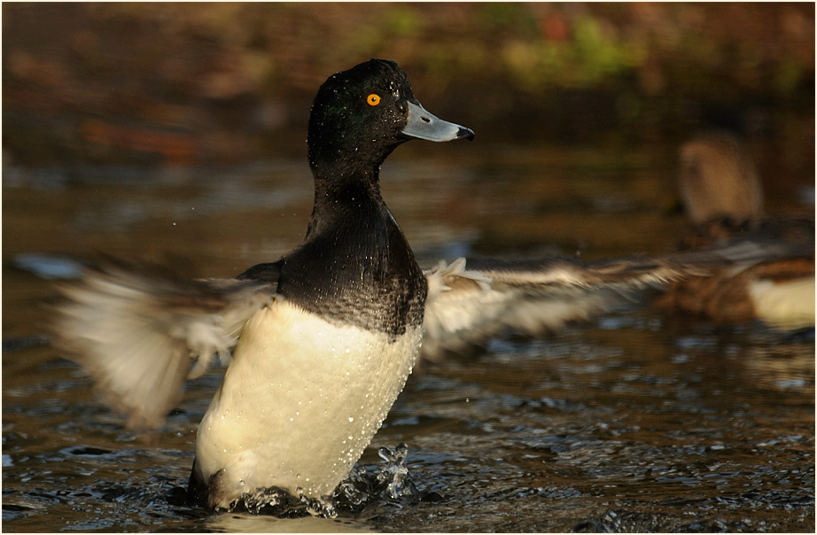 Reiherente (Aythya fuligula)