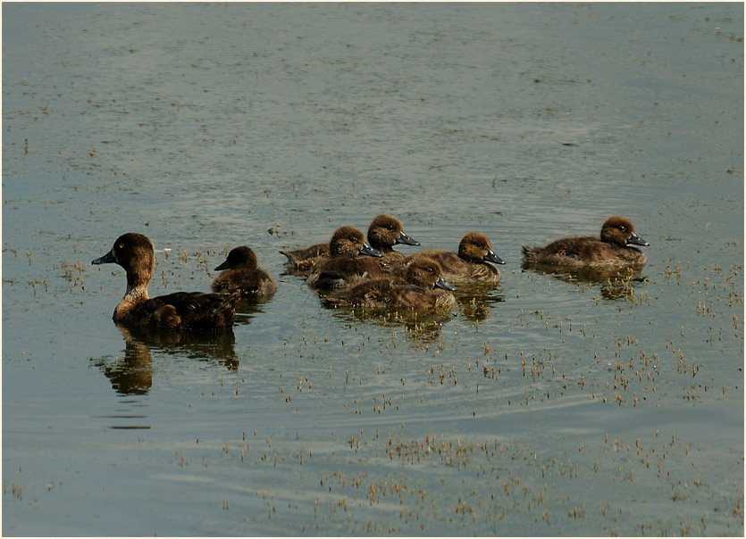 Reiherente (Aythya fuligula)