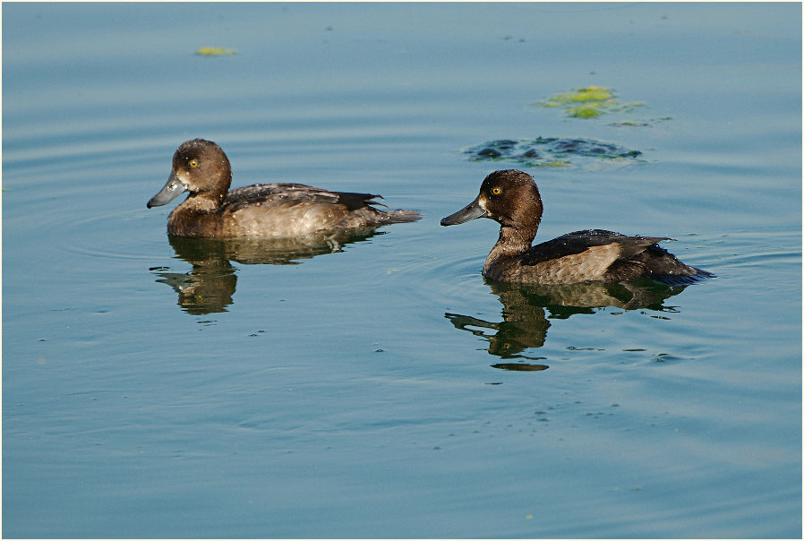 Reiherente (Aythya fuligula)