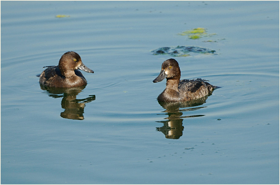 Reiherente (Aythya fuligula)