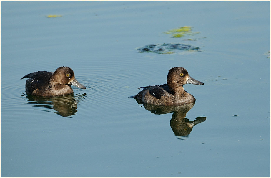 Reiherente (Aythya fuligula)