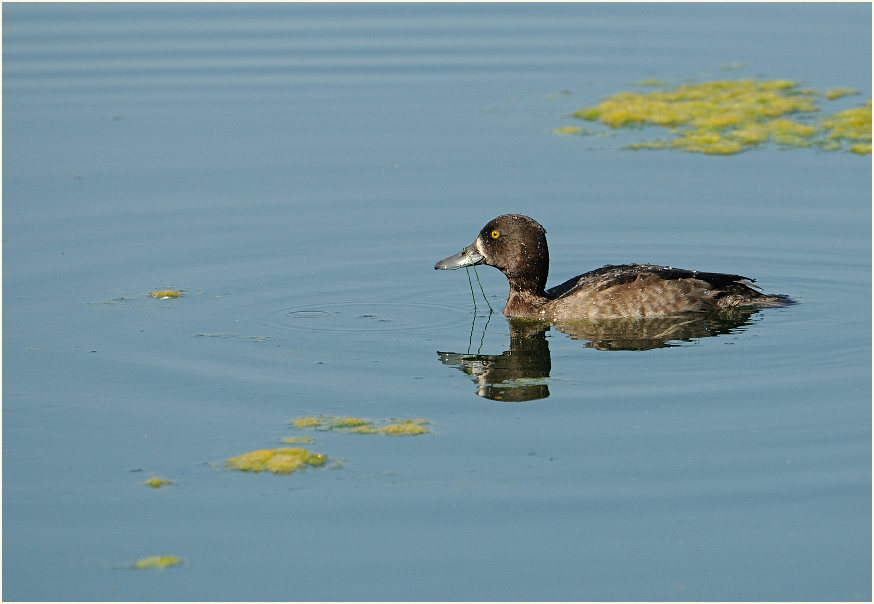 Reiherente (Aythya fuligula)