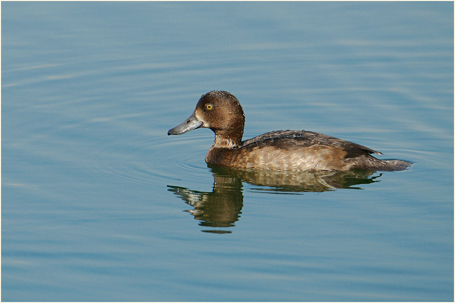 Reiherente (Aythya fuligula)