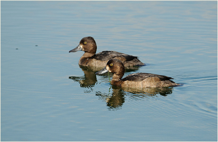 Reiherente (Aythya fuligula)