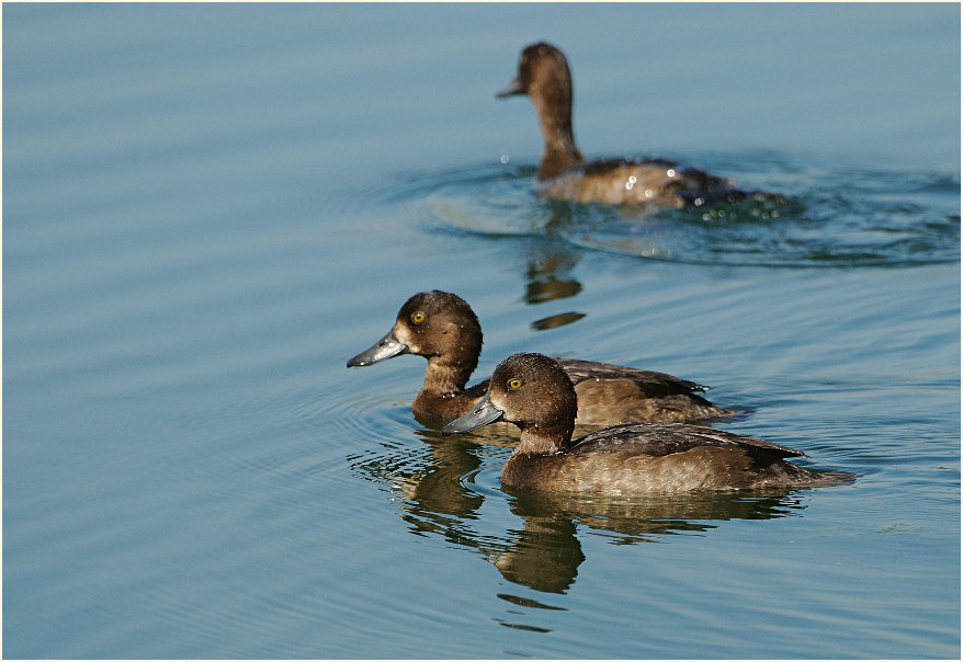 Reiherente (Aythya fuligula)