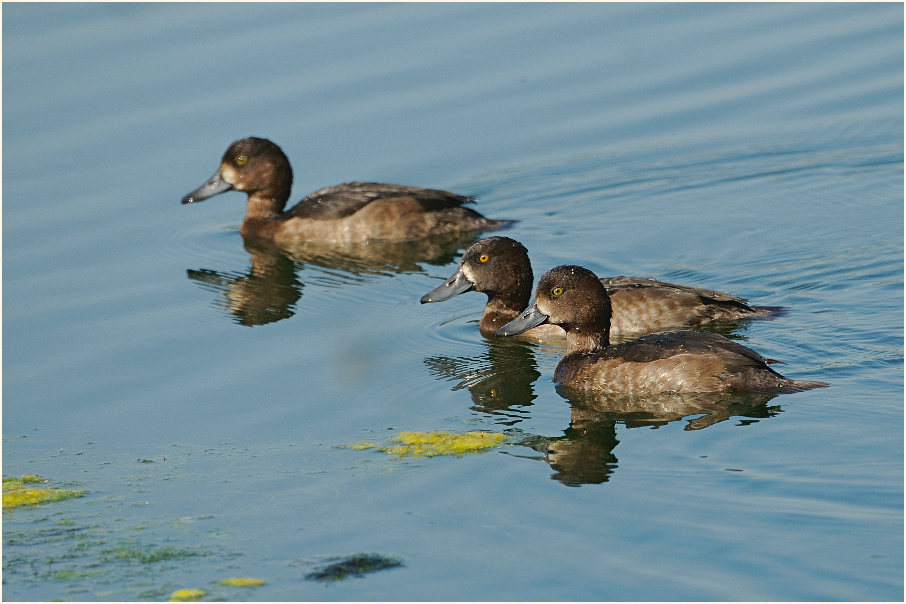 Reiherente (Aythya fuligula)