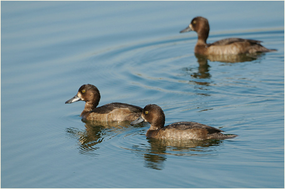 Reiherente (Aythya fuligula)