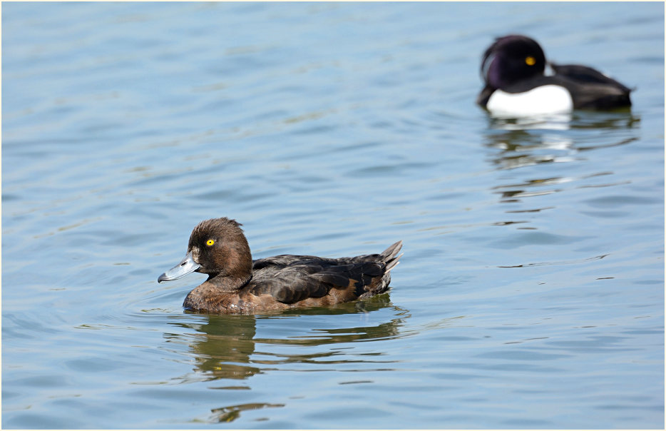 Reiherente (Aythya fuligula)