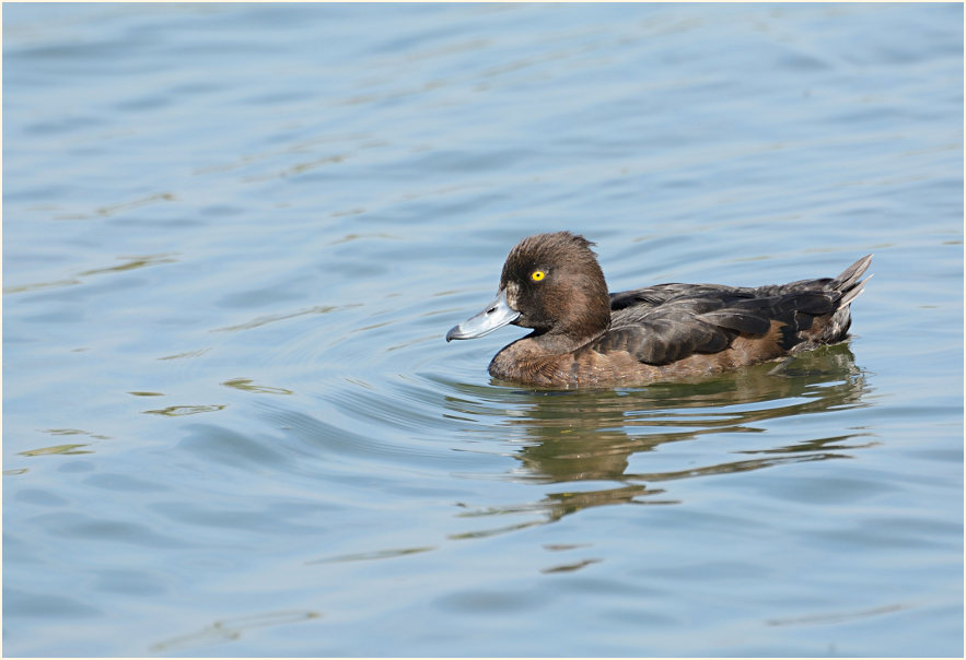 Reiherente (Aythya fuligula)