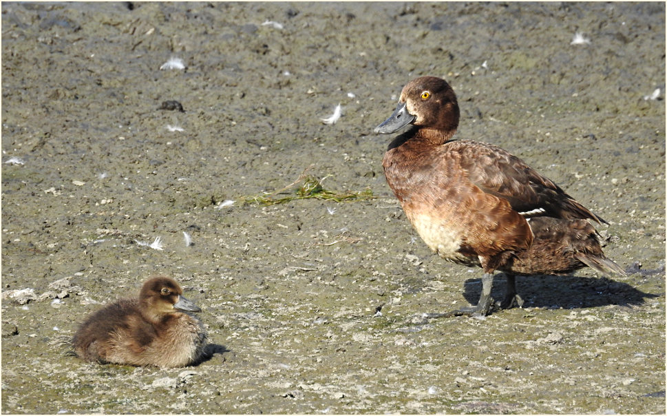 Reiherente (Aythya fuligula)