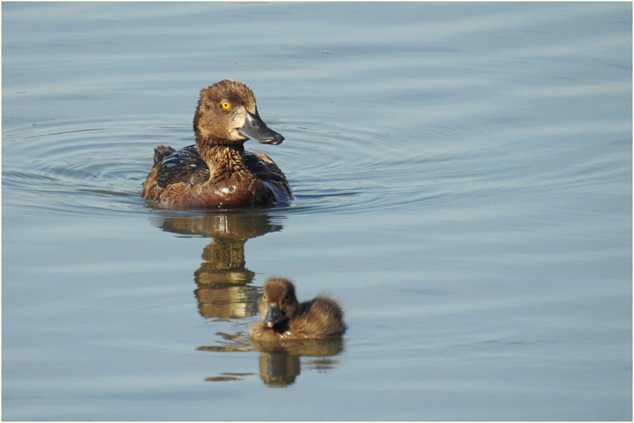 Reiherente (Aythya fuligula)