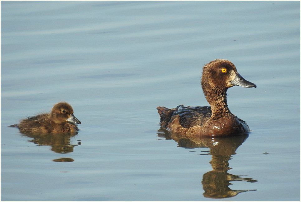 Reiherente (Aythya fuligula)