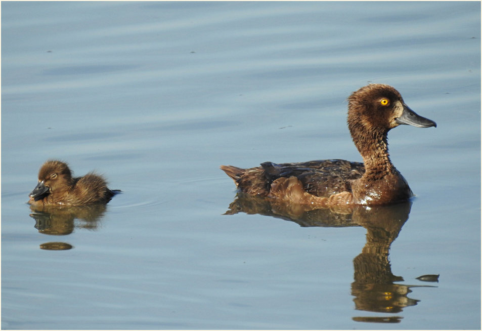 Reiherente (Aythya fuligula)