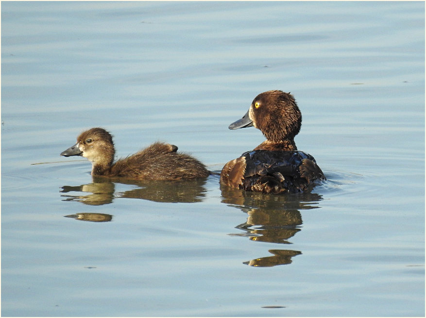 Reiherente (Aythya fuligula)