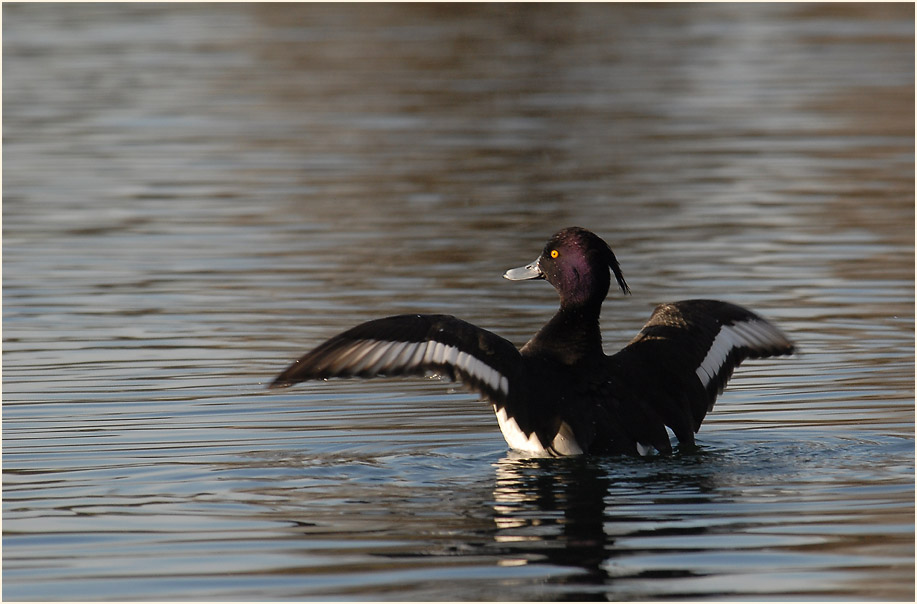 Reiherente (Aythya fuligula)