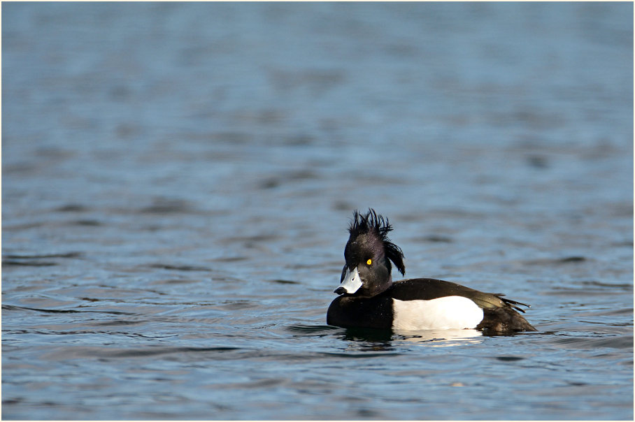 Reiherente (Aythya fuligula)