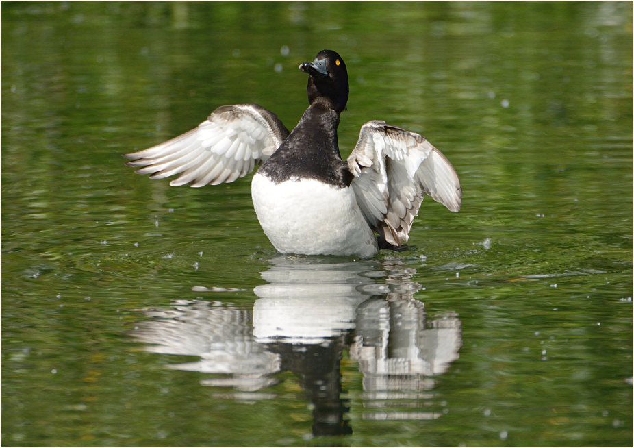 Reiherente (Aythya fuligula)