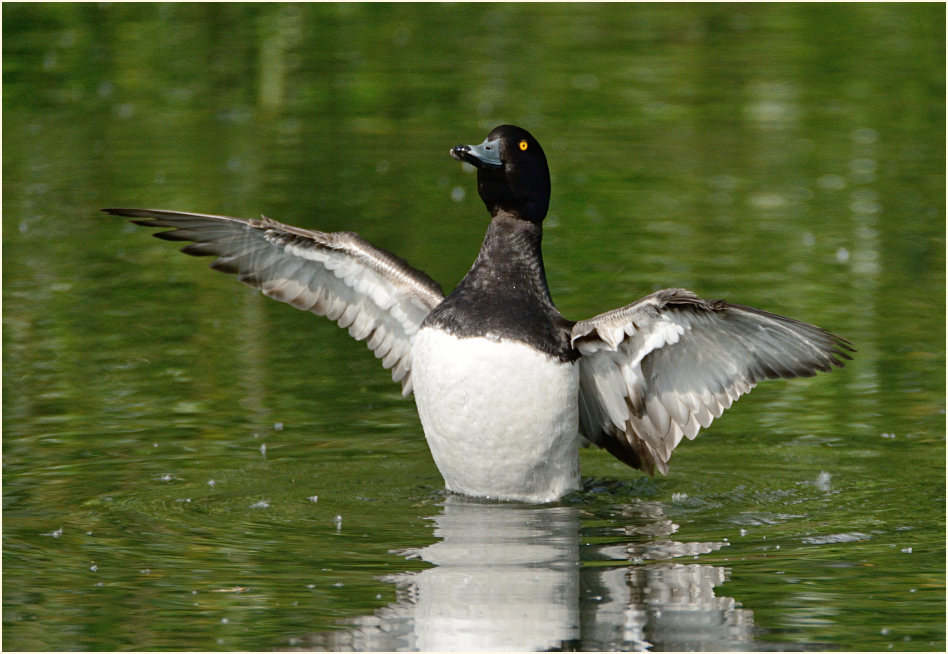 Reiherente (Aythya fuligula)