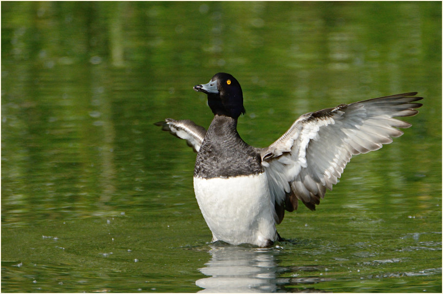 Reiherente (Aythya fuligula)