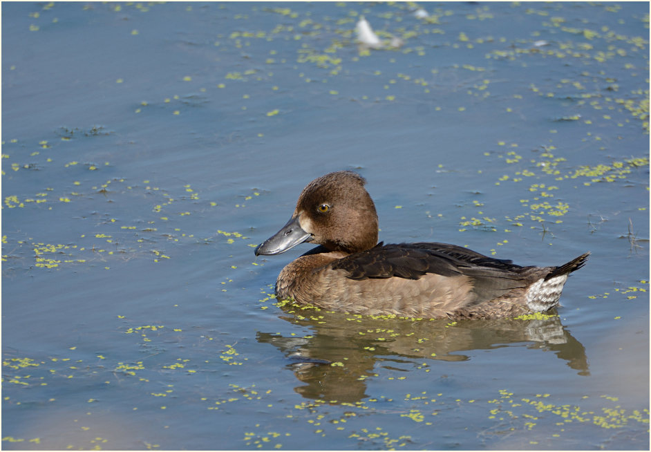 Reiherente (Aythya fuligula)