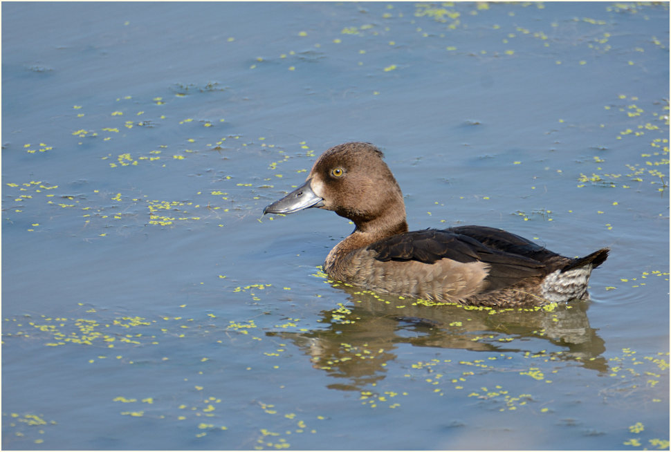 Reiherente (Aythya fuligula)