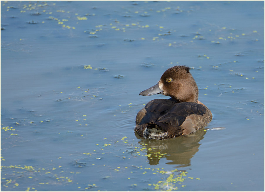 Reiherente (Aythya fuligula)