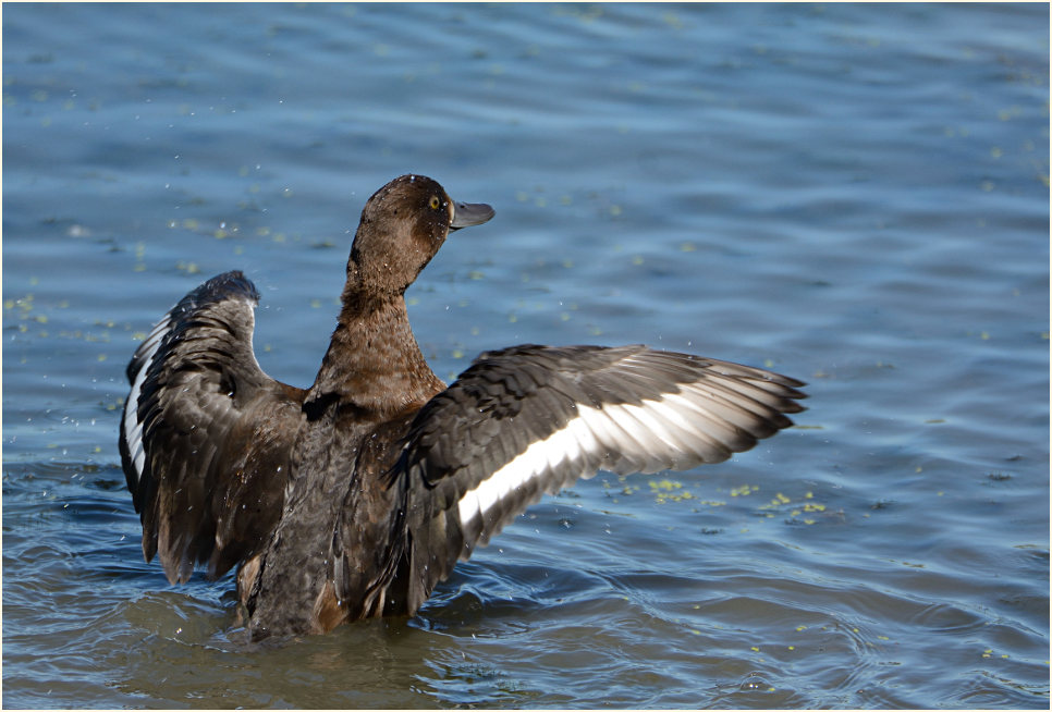 Reiherente (Aythya fuligula)