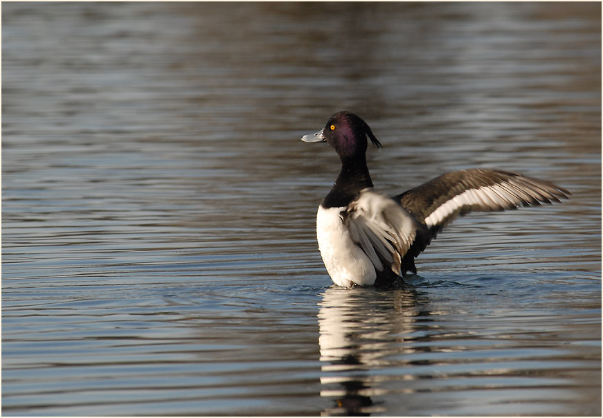 Reiherente (Aythya fuligula)