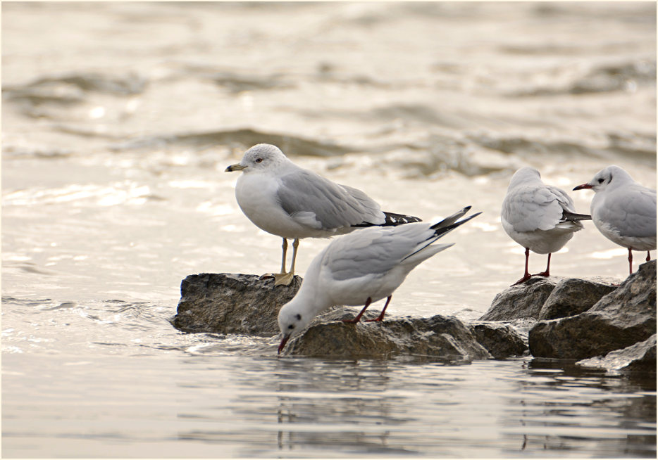 Ringschnabelmöwe (Larus delawarensis)