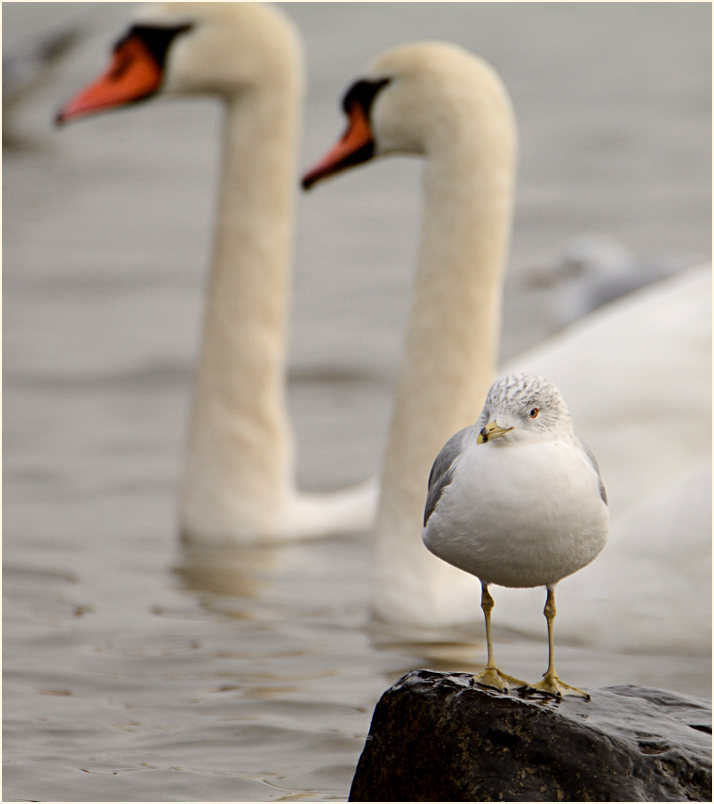 Ringschnabelmöwe (Larus delawarensis)