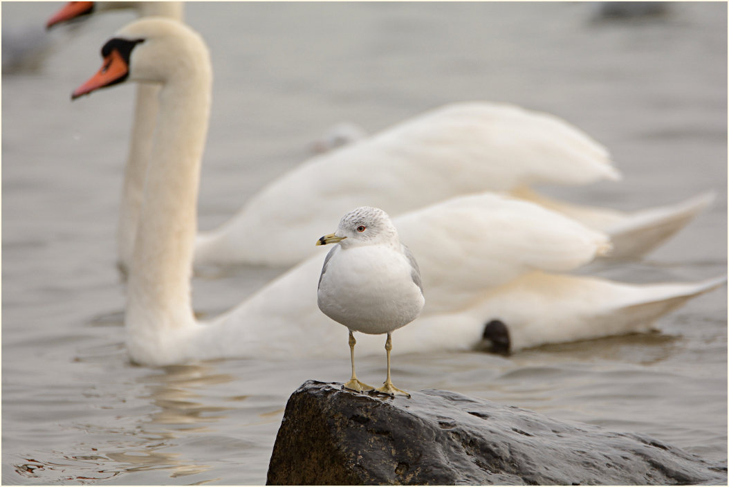 Ringschnabelmöwe (Larus delawarensis)