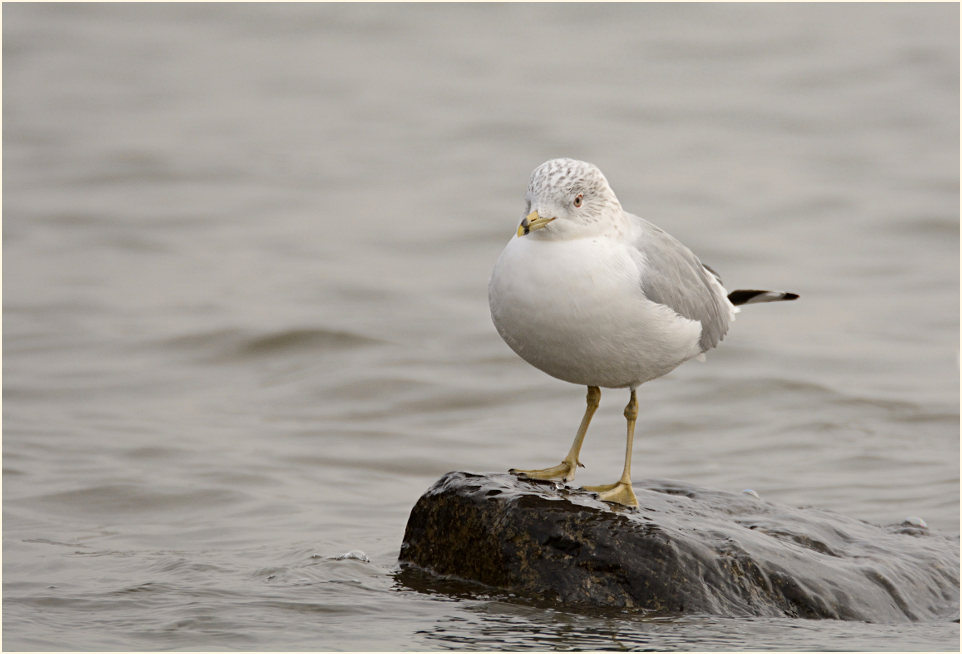 Ringschnabelmöwe (Larus delawarensis)