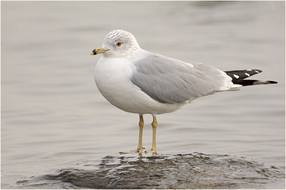 Ringschnabelmöwe (Larus delawarensis)